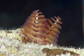 Christmas Tree Worms.  Grand Cayman. 